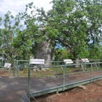 Large Boab Tree