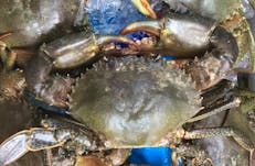 Darwin Harbour Mud Crab Tours