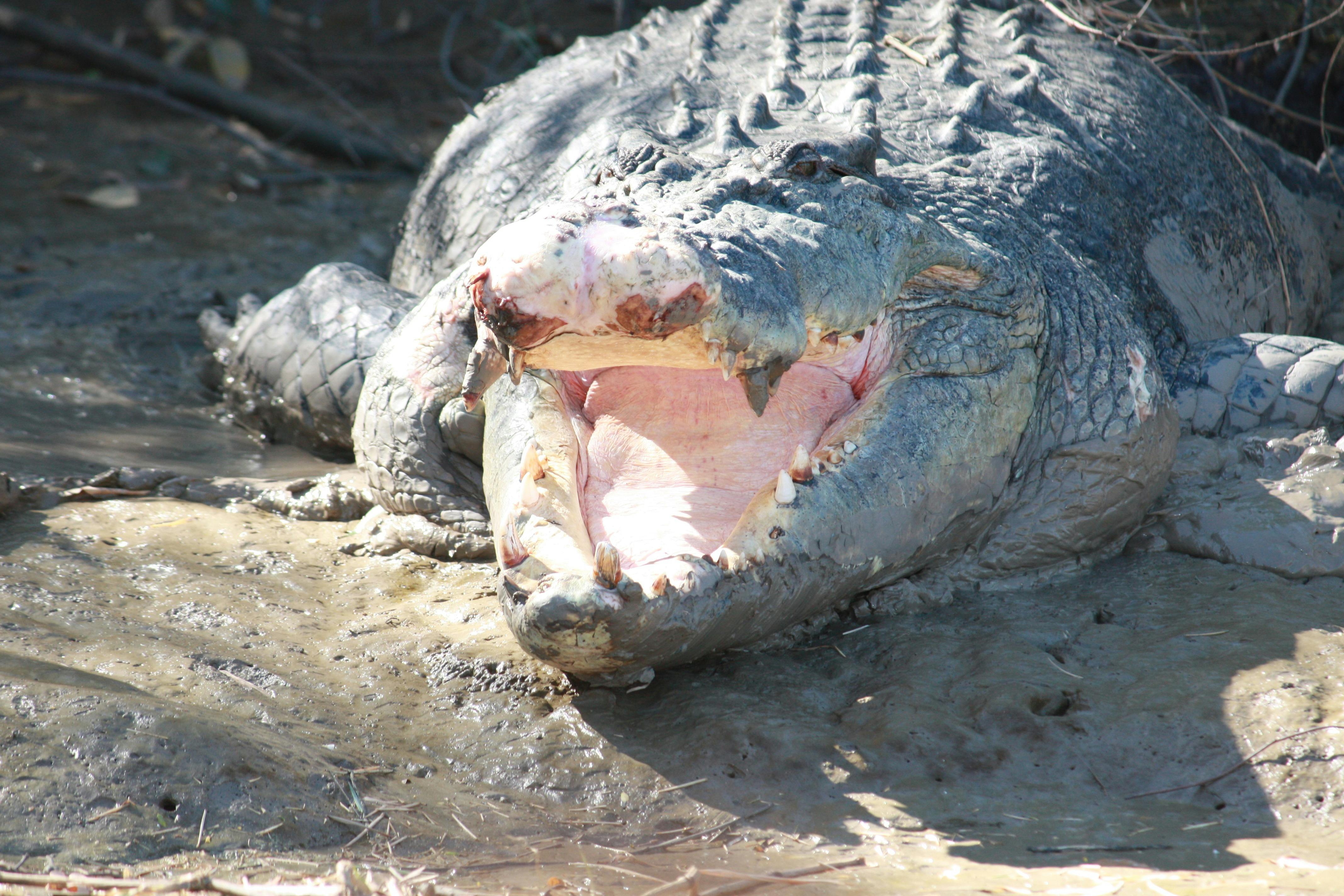 Full Day Wildlife Tour From Darwin on the Adelaide River