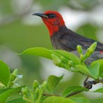 Red-headed Honeyeater, Myzomela erythrocephala, at Rapid Creek, Darwin, Northern Territory