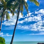 Dundee Beach palm trees