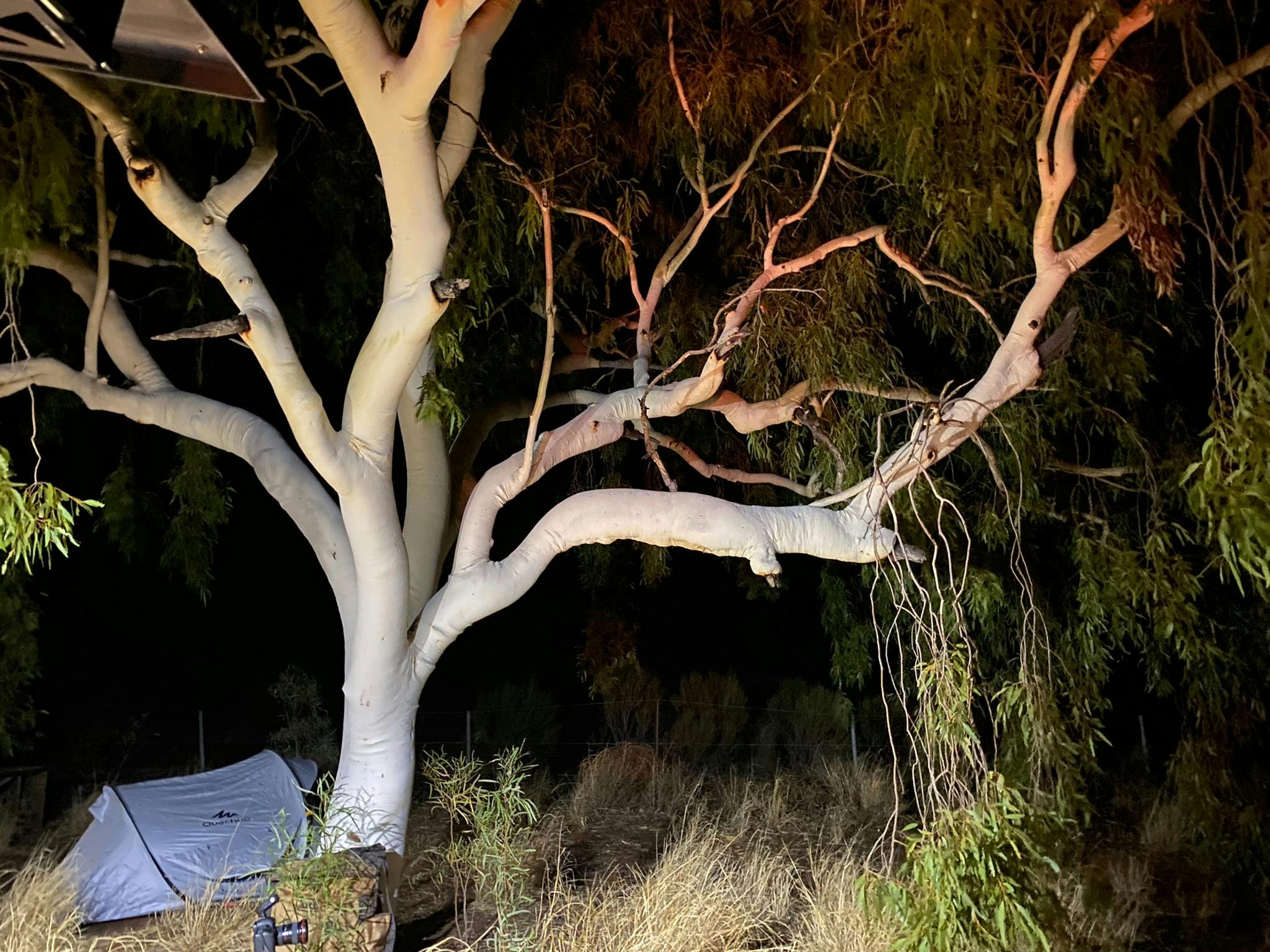 Dingo Trax Tag Along Tours