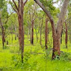 Woodland