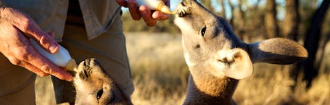Two kangaroo's being bottle-fed by a person