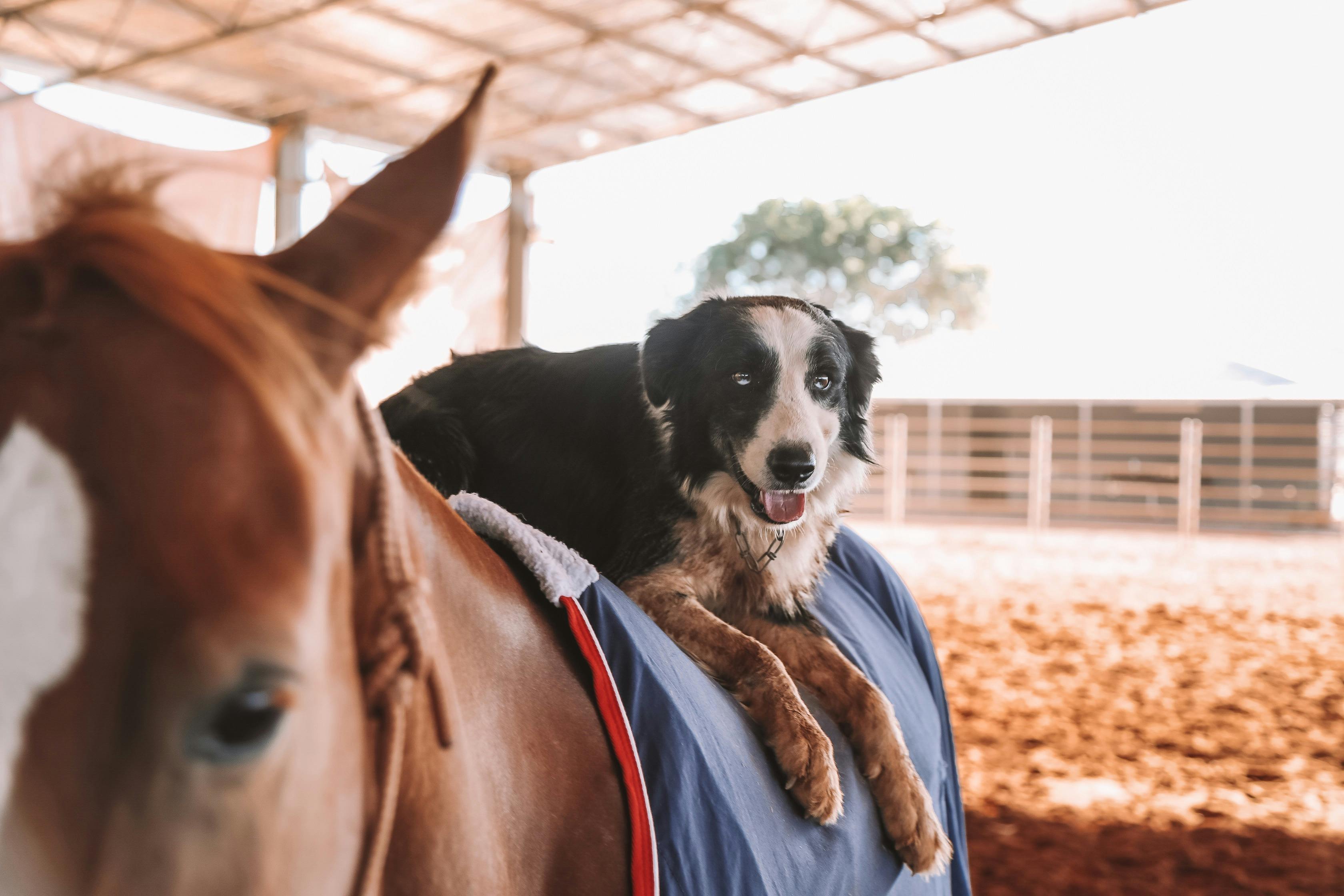 Horse rides are not just for humans at Katherine Outback Experience!