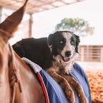 Horse rides are not just for humans at Katherine Outback Experience!