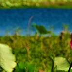 Red Lily @ Red Lilly Lagoon