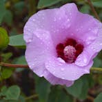 A shrub up to 2m, it has beautiful mauve-pink to lilac flowers.  It is the floral emblem of the NT