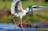 Darwin's Jumping Crocodile Cruise, Aboriginal Art and Swimming Adventure at Berry Springs (Tour 1A)