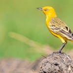 Yellow Chat (Epthianura crocea tunneyi)