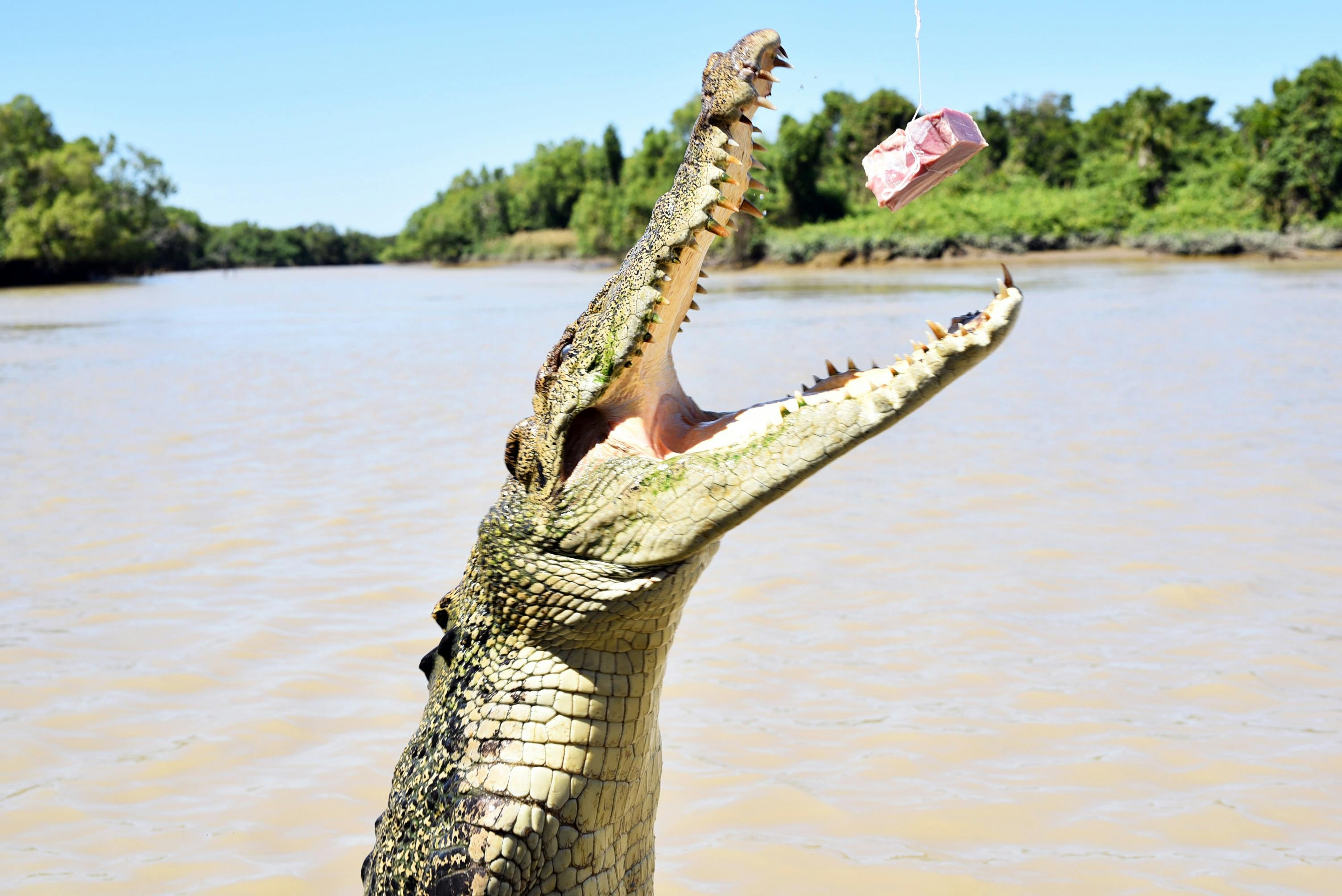 Jumping Croc