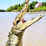 Jumping Croc