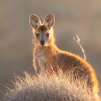 Wallaby