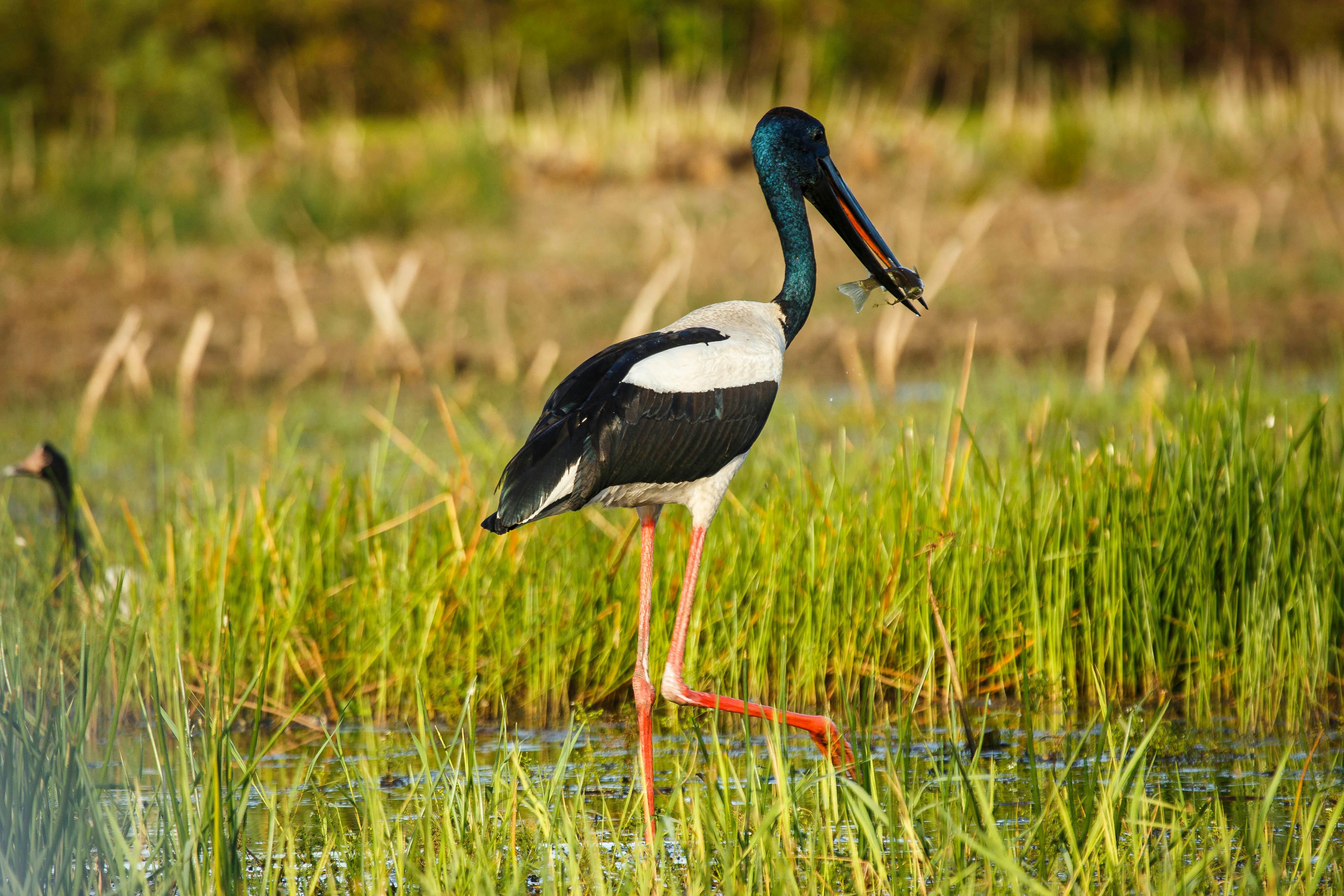 Black-necked Stork