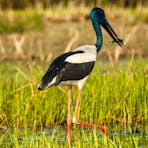 Black-necked Stork