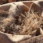 Curtin Springs Paper