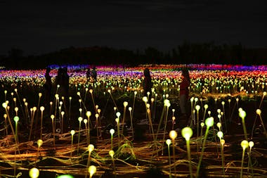 Field of Light General Admission