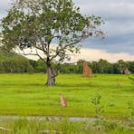 Cathedral termite Mounds