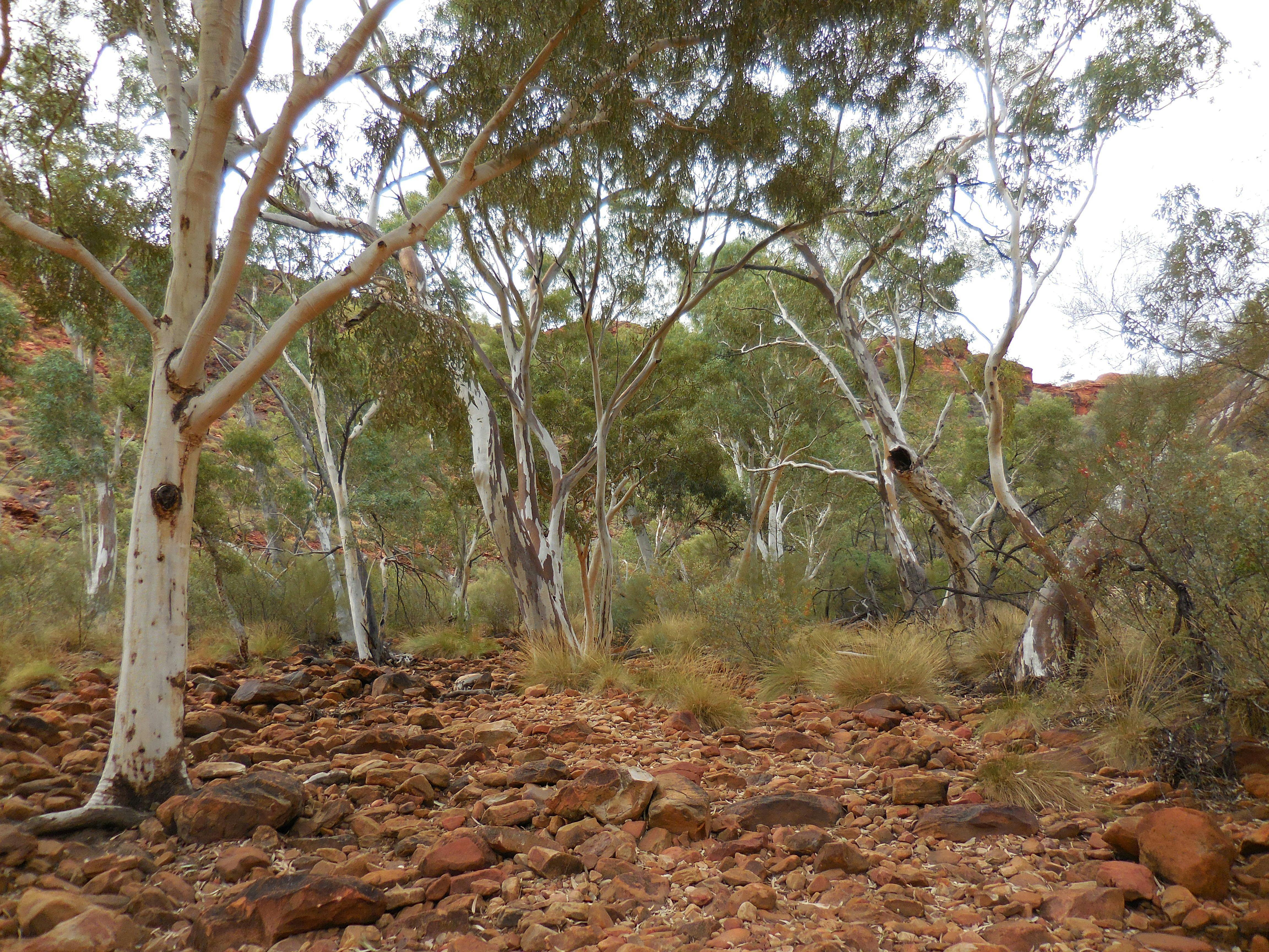 Flora of King Canyon