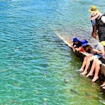 fish feeding
