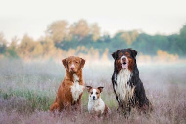 Top Dog Film Festival 2024 Darwin