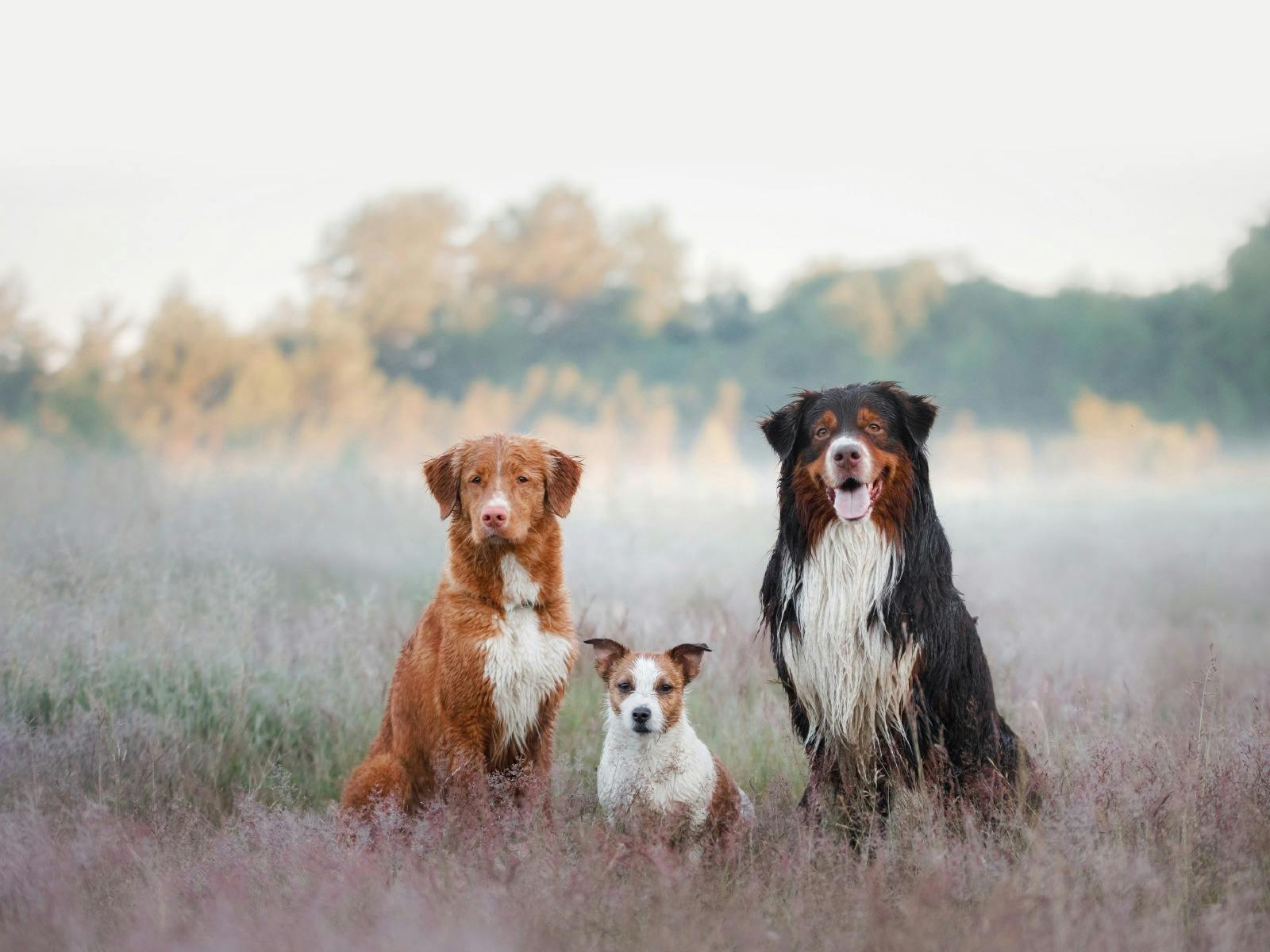 2024 Top Dog Film Festival Alice Springs