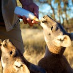 Two kangaroo's being bottle-fed by a person