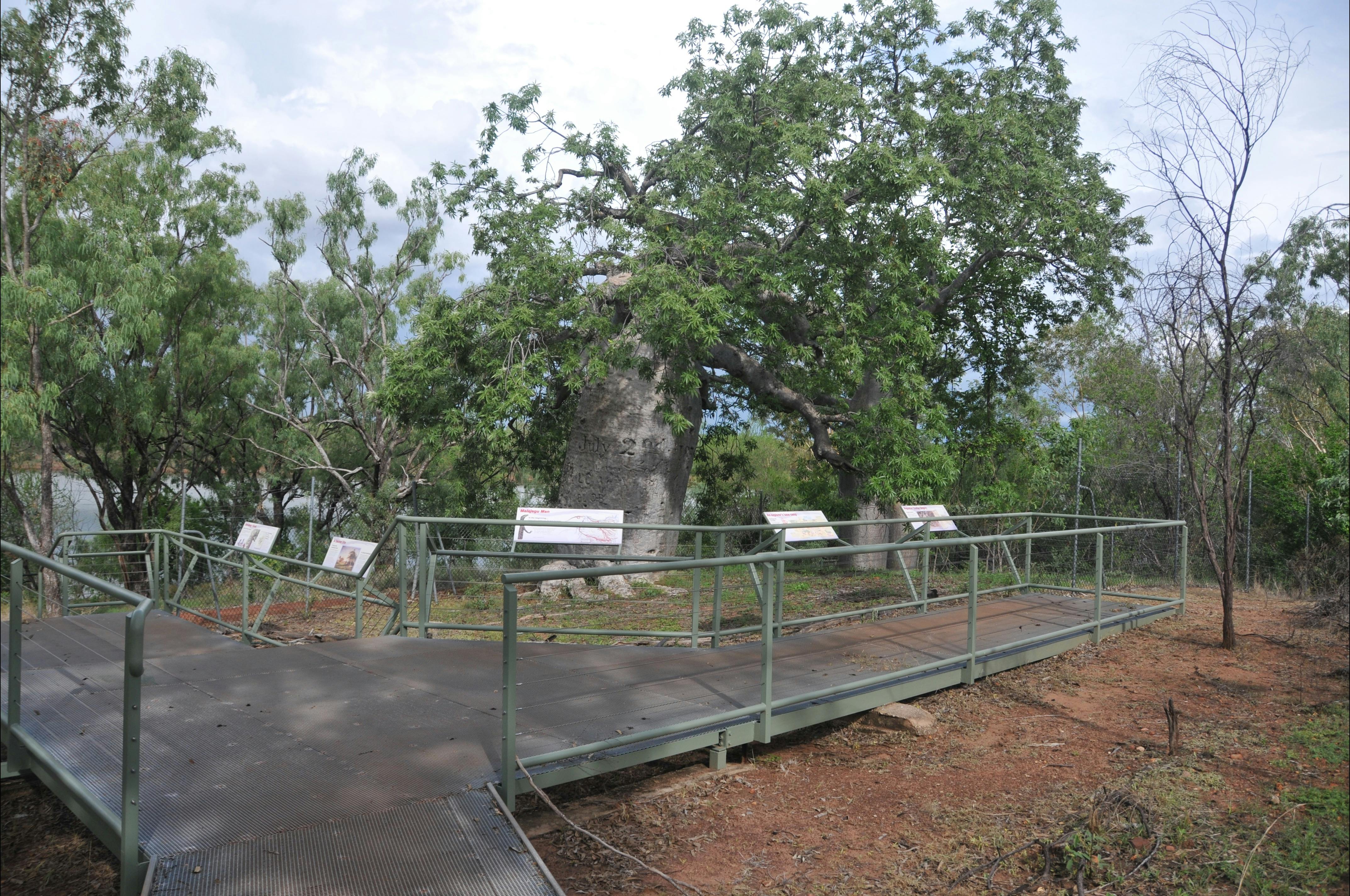 Gregory’s Boab Tree and boardwalk