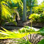Tropical landscape d gardens surround the rooms