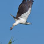White-bellied Sea-eagle, Icthyophaga leucogaster, launch at Corroboree Billabong, Northern Territory