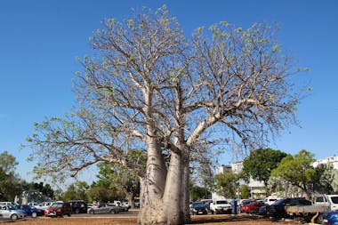 Old Boab Tree in Cavenagh Street