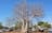 Old Boab Tree in Cavenagh Street