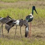 Juvenile Jabiru with parent
