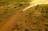 Tanami Desert