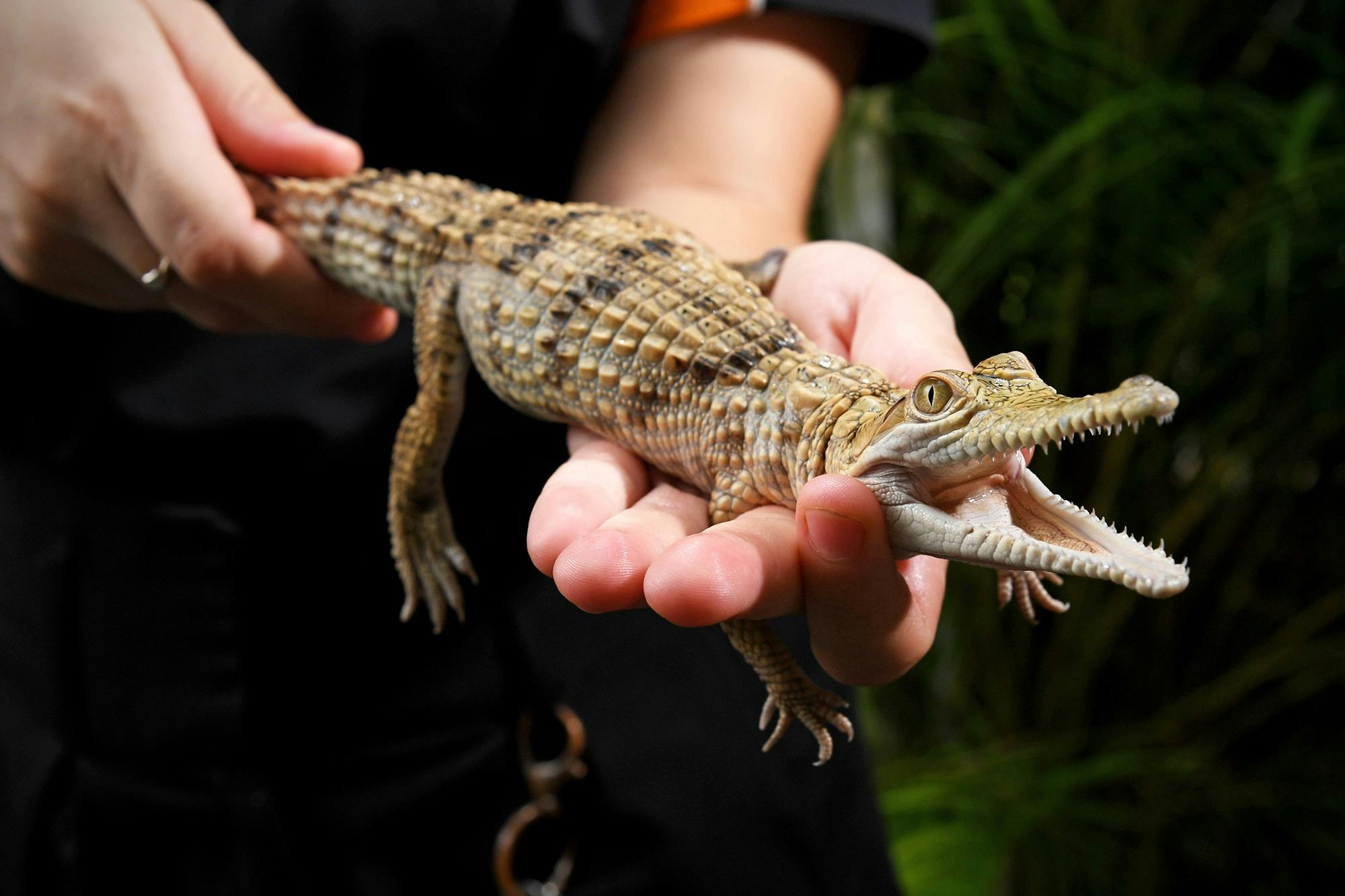 Freshwater Crocodile