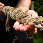 Freshwater Crocodile