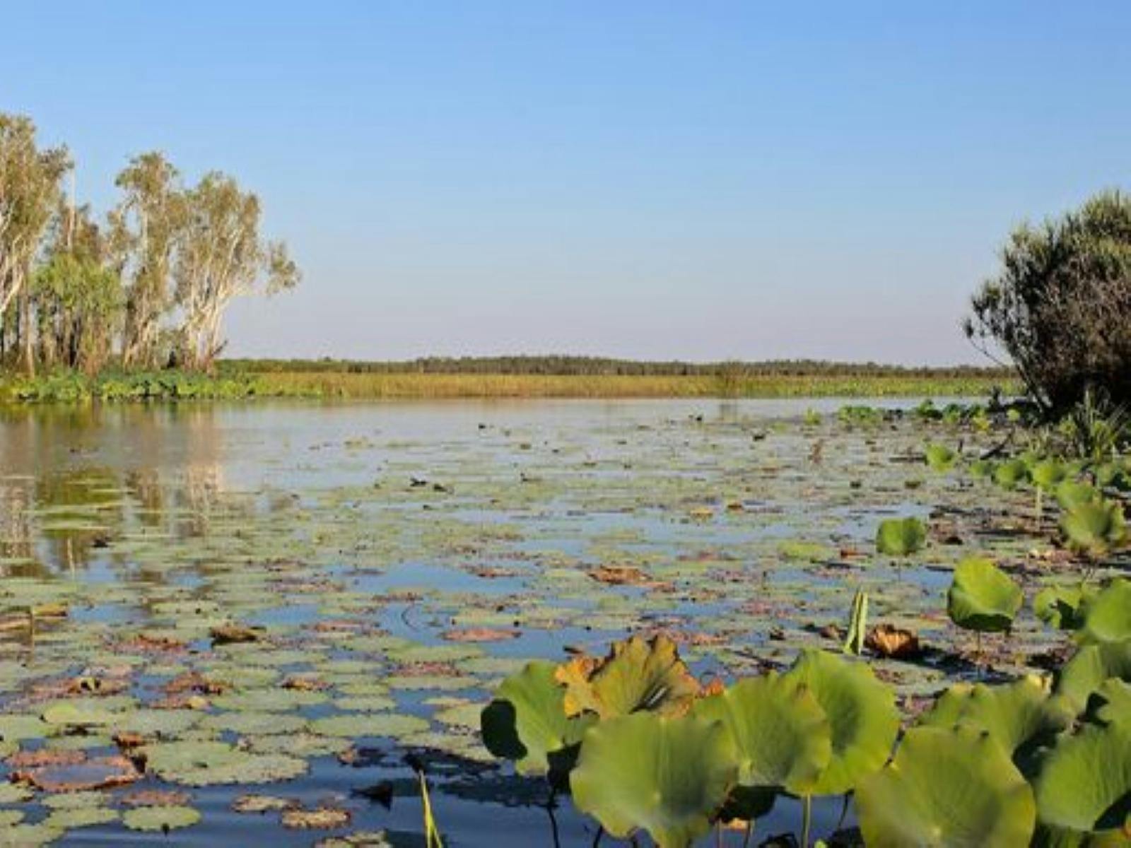 Wetlands Safari Cruise