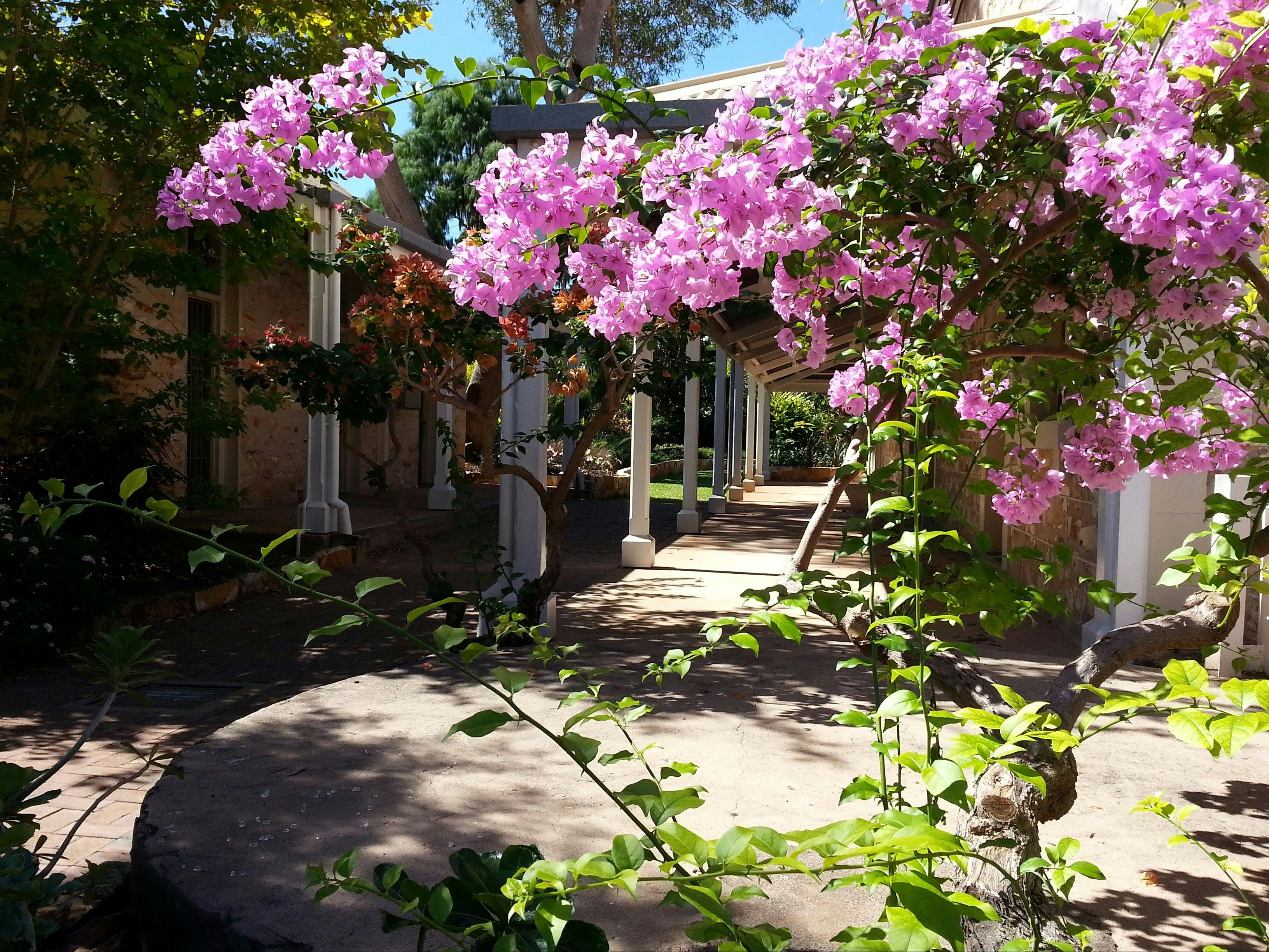 Pink bouganvillea at Administrators Offices