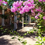 Pink bouganvillea at Administrators Offices
