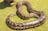 Reptile handling | Crocodylus Park