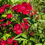 red-frilly-flowers
