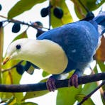Black-banded Fruit-dove. Credit Luke Paterson