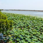 Lily Pads at Shady Camp