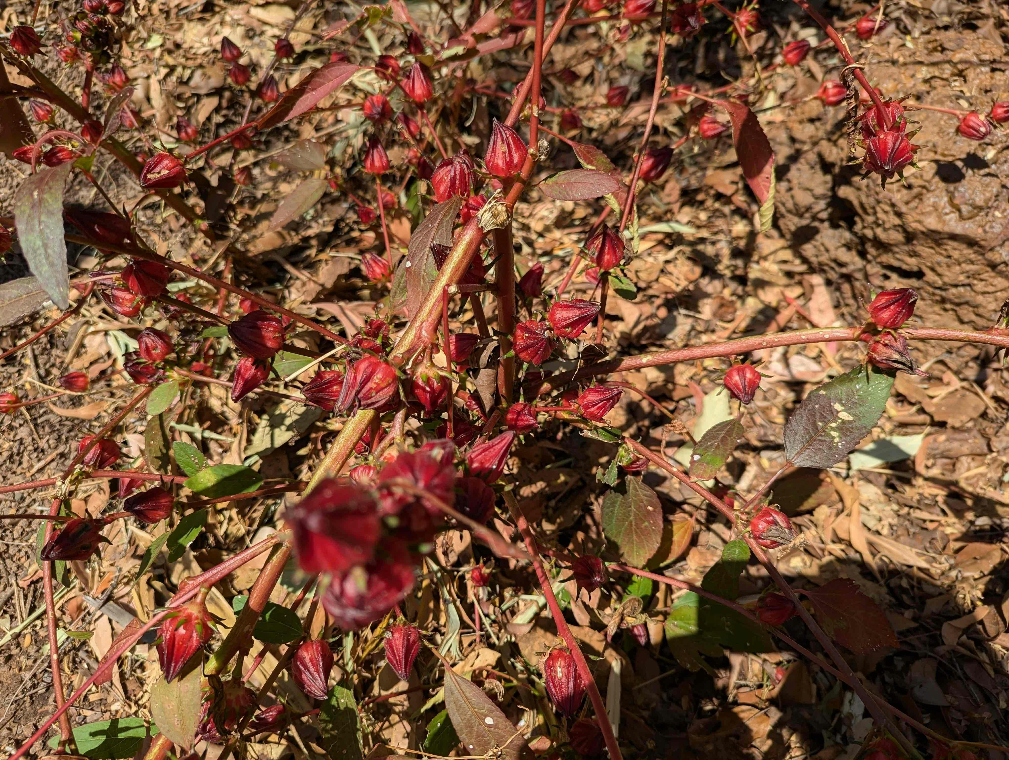 Private 5-hour Tropical Gardens Tour & Sightseeing