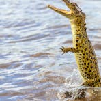 Small Crocodile