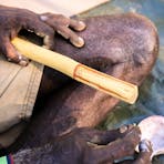 Teddy painting spear