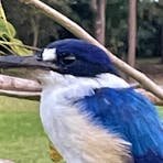 Forest Kingfisher