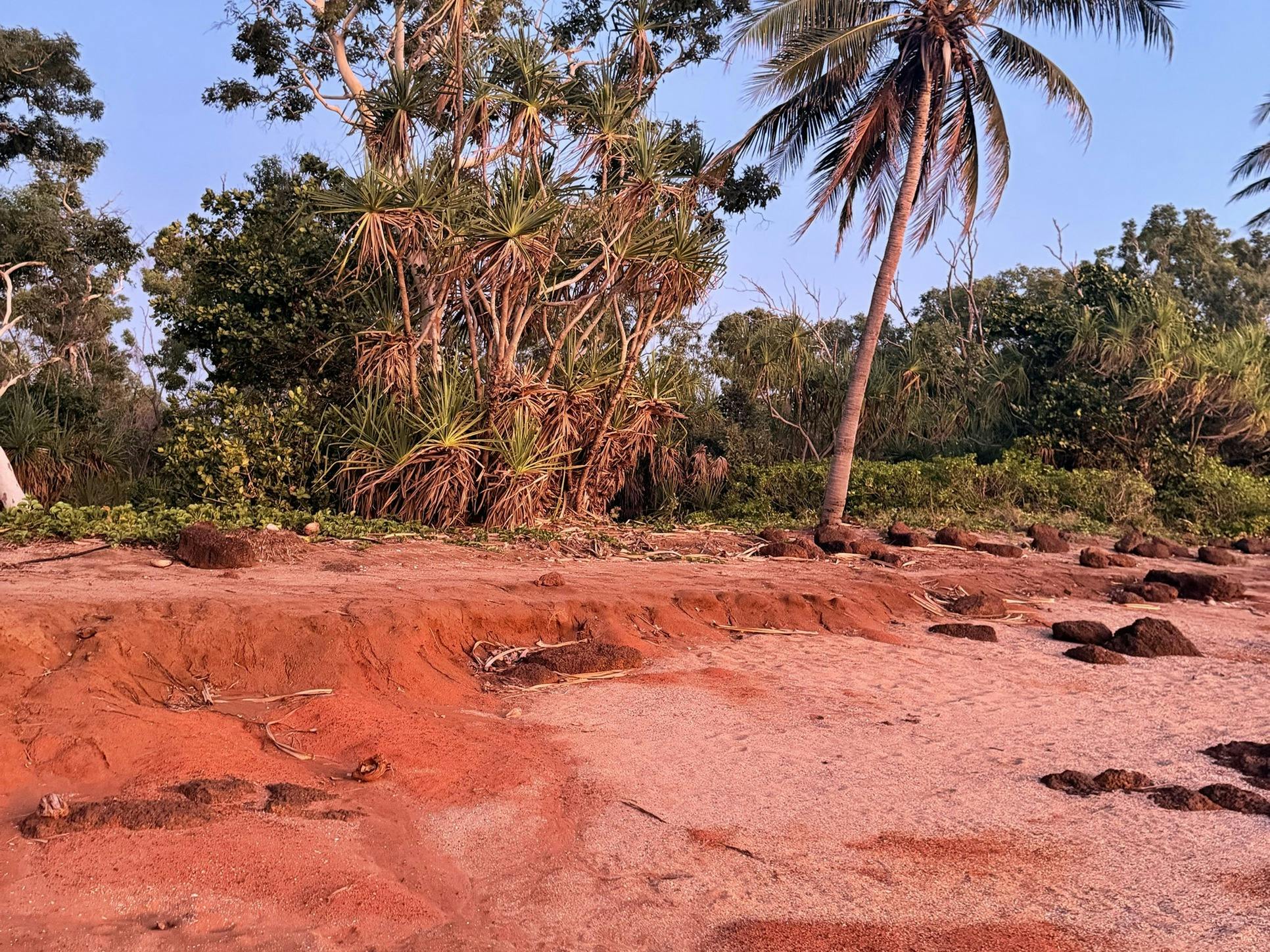 Red sandy cliffs and rocks on a beach, backed by pandanus, bush and a coconut palm under a blue sky.