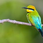 Rainbow Bee-eater in Kakadu