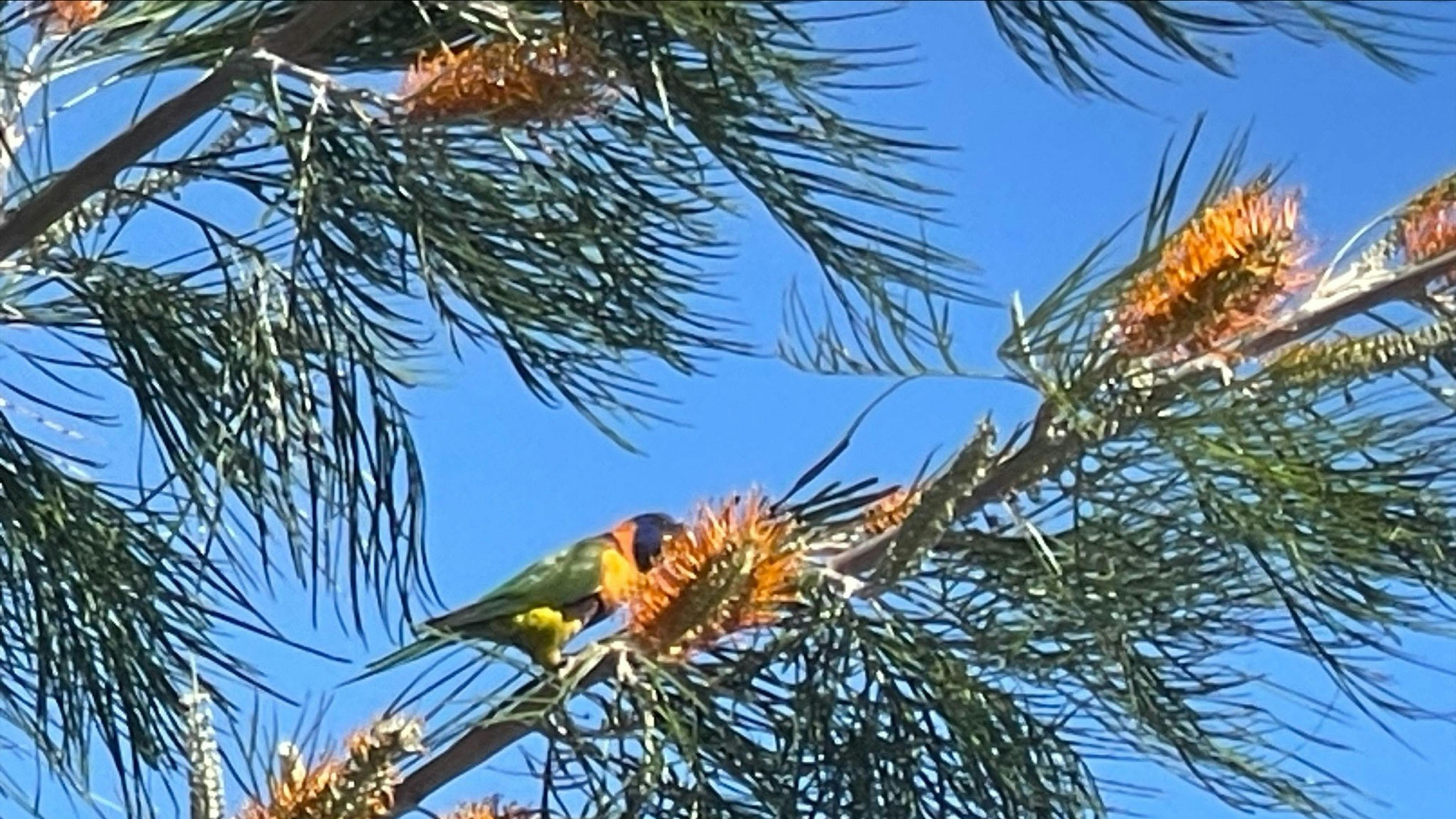 Lorikeets in the pool area